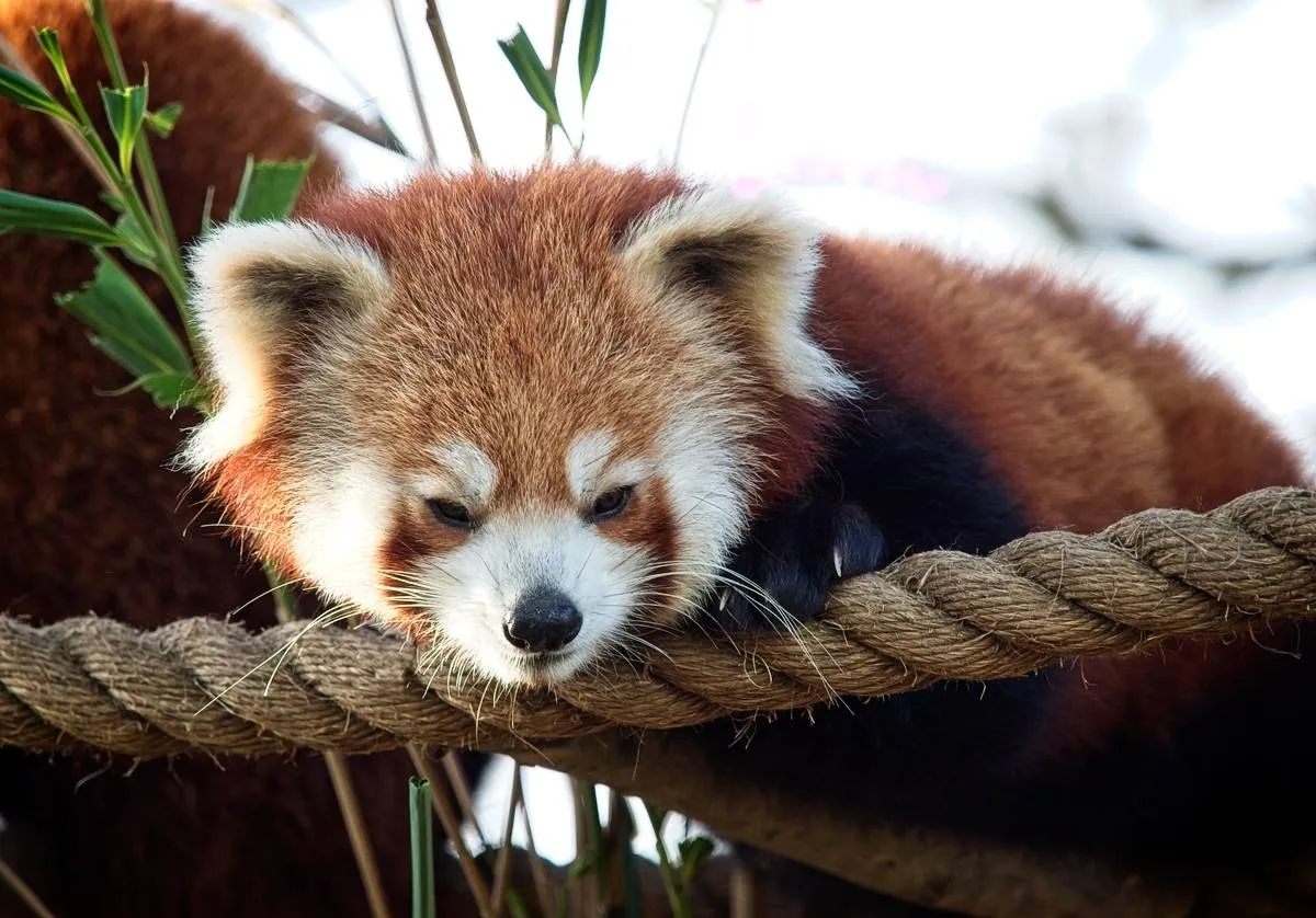 小熊猫在树上 - 四虎tv | 动物世界