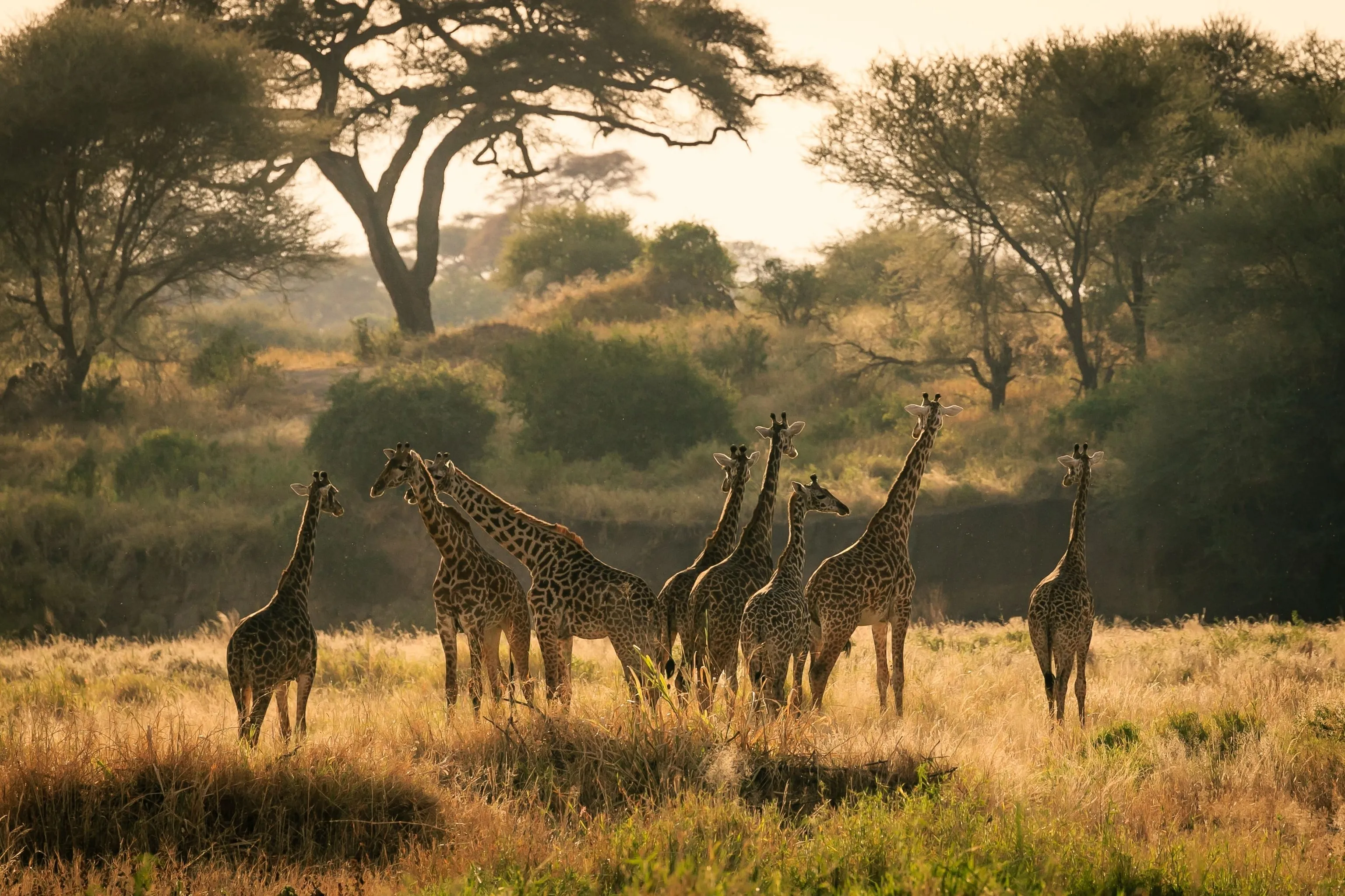 非洲野生动物在草原上 - 四虎tv | 四虎视频